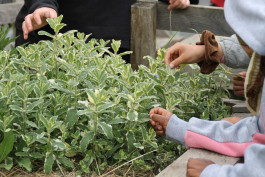 Signalétique participative créée pour le Potager des Cultures des Cols Verts au Blosne à Rennes, réalisée avec la Maison des Squares par le graphiste et illustrateur Mathis Van Hecke.