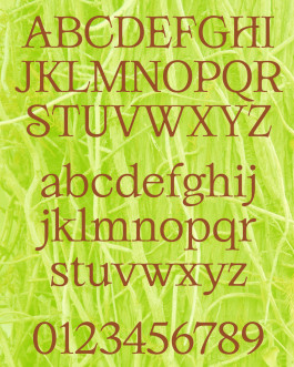 Weads, typographie décorative inspirée des mauvaises herbes et des formes végétales, créée par Mathis Van Hecke, graphiste et illustrateur à Rennes. 