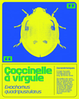 Coxinelle, typographie variable et inclusive créée par Mathis Van Hecke, graphiste et illustrateur à Rennes. 